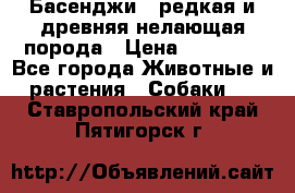 Басенджи - редкая и древняя нелающая порода › Цена ­ 50 000 - Все города Животные и растения » Собаки   . Ставропольский край,Пятигорск г.